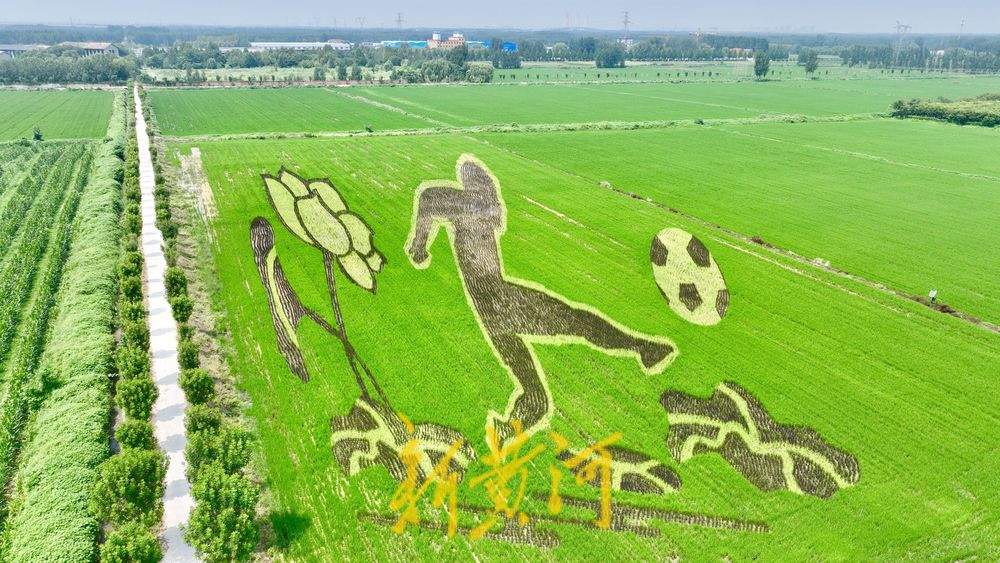 以稻为笔以地为纸 巨型稻田画揭面纱