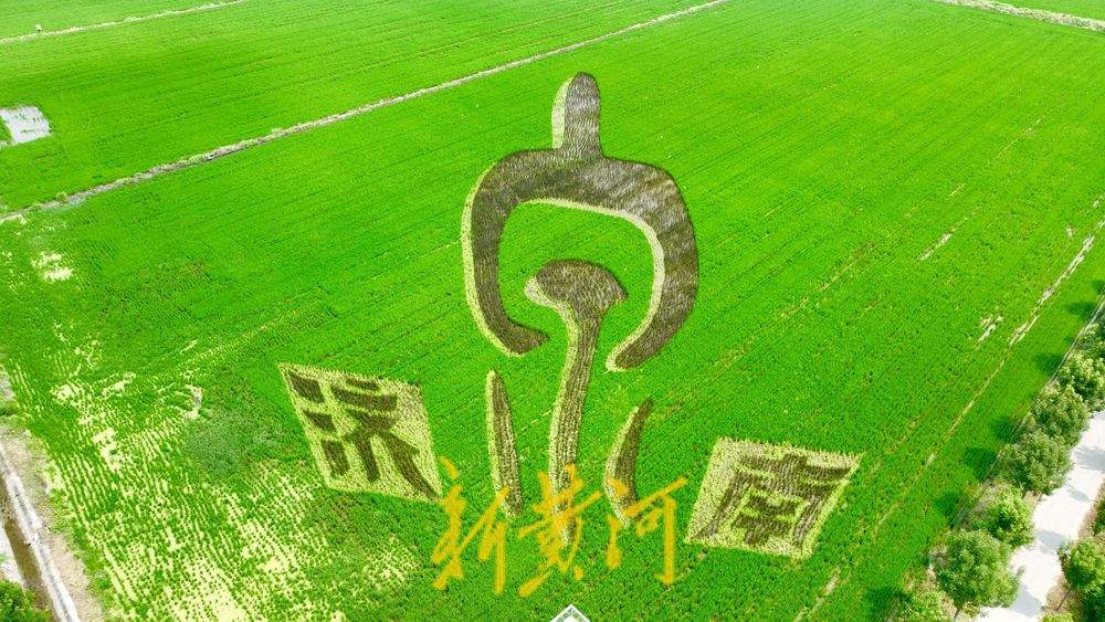 以稻为笔以地为纸 巨型稻田画揭面纱