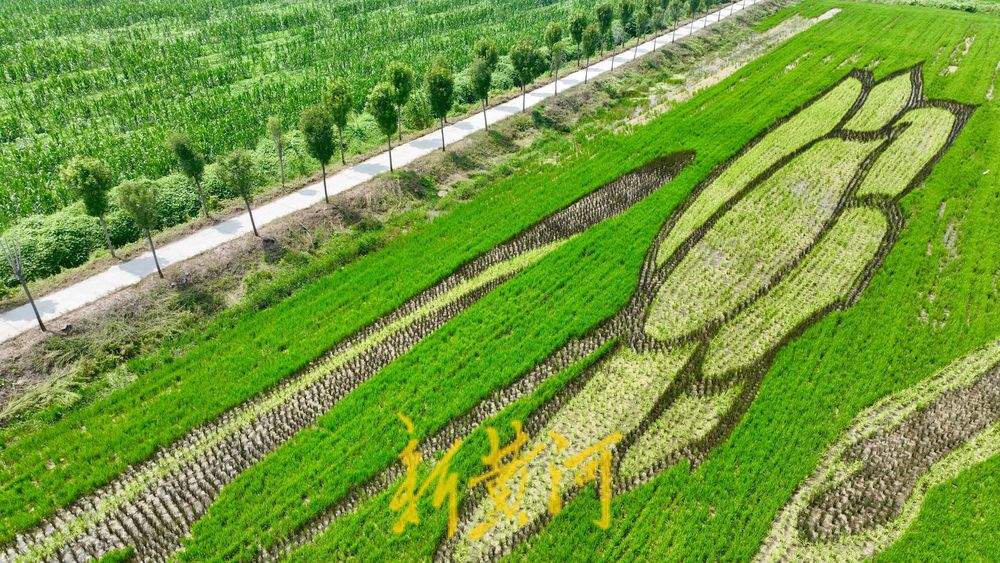 以稻为笔以地为纸 巨型稻田画揭面纱