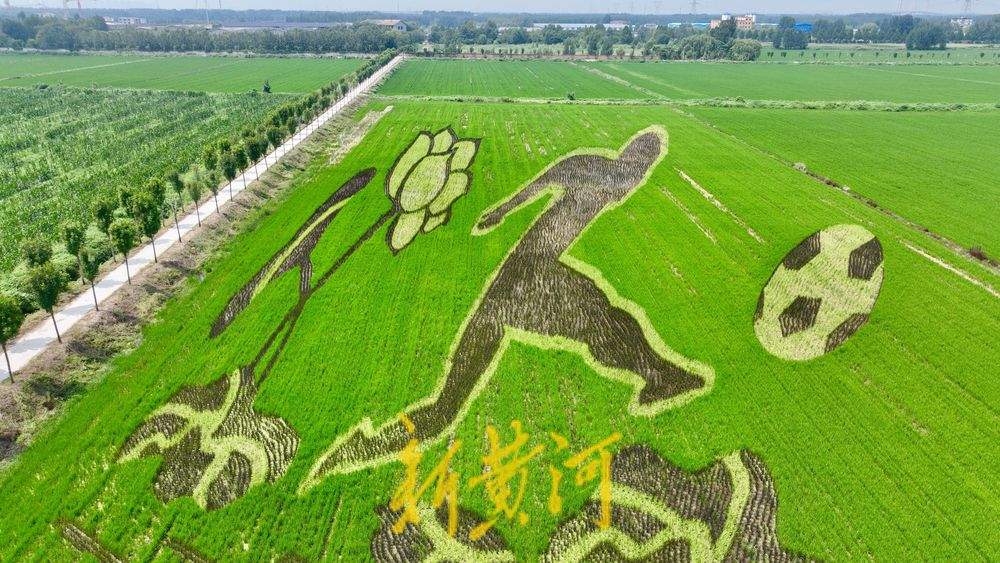 以稻为笔以地为纸 巨型稻田画揭面纱