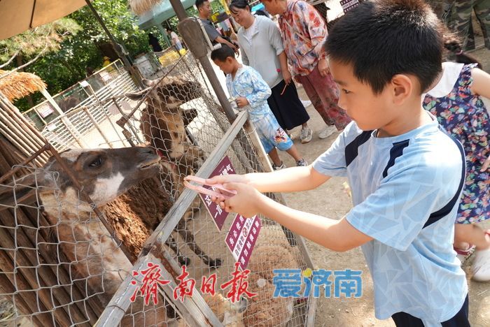 一年四季 泉在济南|济南动物园暑期人气旺,亲子游成主流