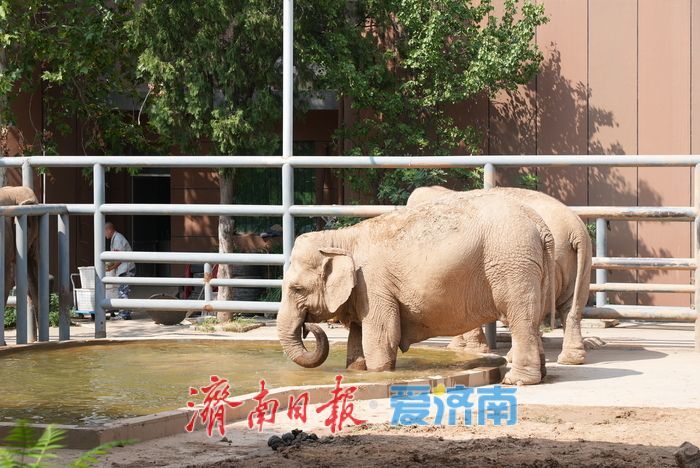 一年四季 泉在济南|济南动物园暑期人气旺,亲子游成主流