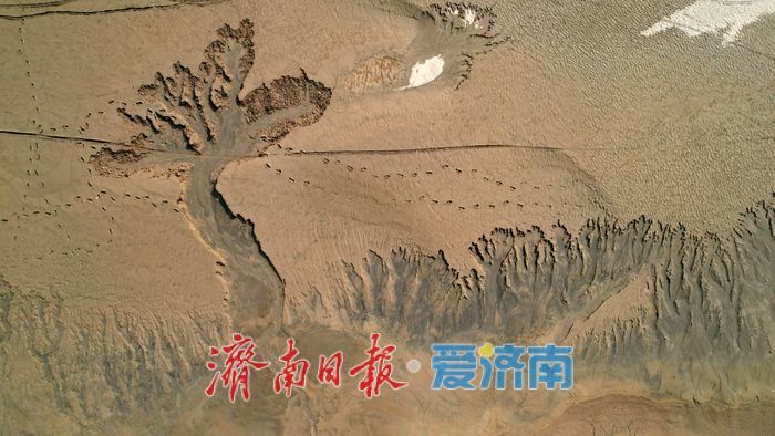 黄河济南段现壮美“潮汐树”自然奇观