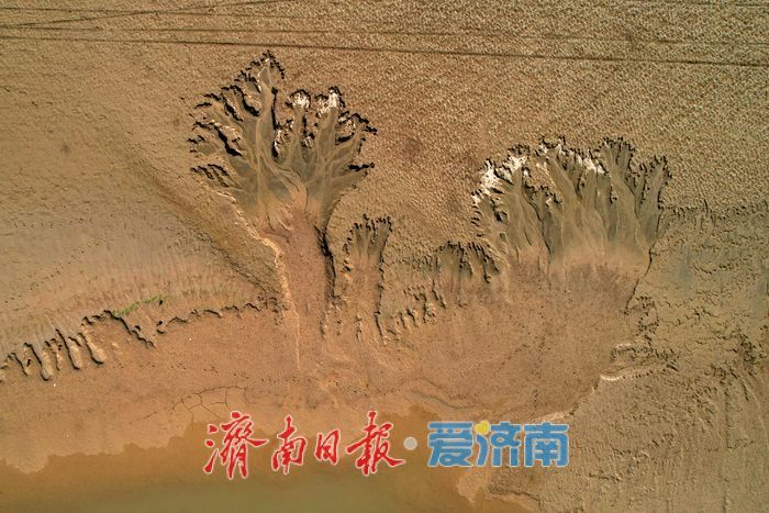 黄河济南段现壮美“潮汐树”自然奇观