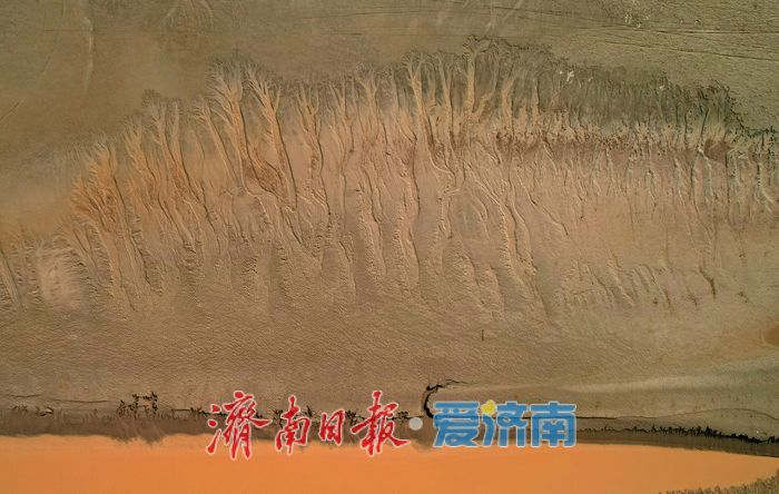 黄河济南段现壮美“潮汐树”自然奇观