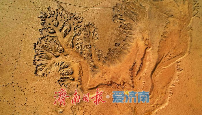 黄河济南段现壮美“潮汐树”自然奇观