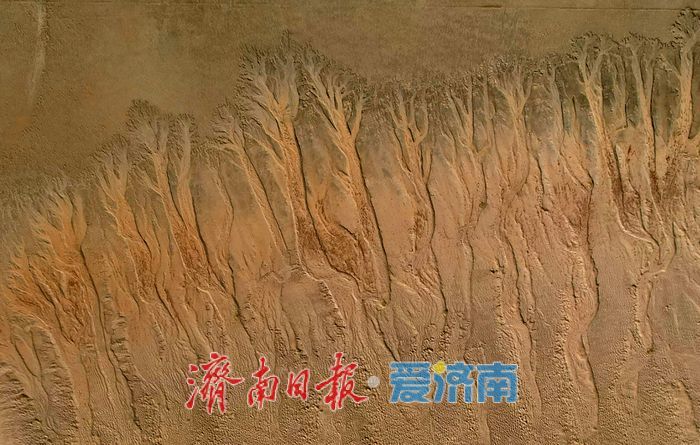 黄河济南段现壮美“潮汐树”自然奇观